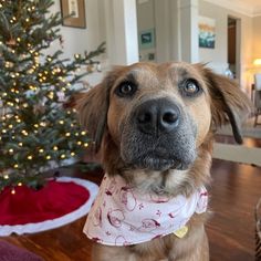 a dog wearing a bandana sitting in front of a christmas tree with its eyes wide open