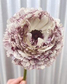 a person holding a large white and purple flower in front of a curtained background