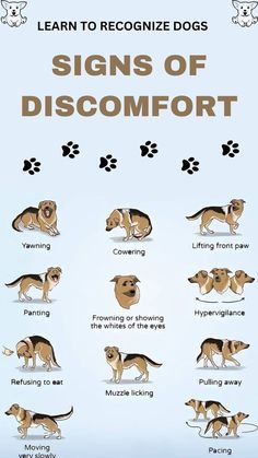 the signs of disocamfort for dogs are shown in this poster, which shows how