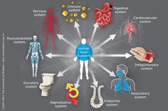 the human body is surrounded by many different types of organs and their functions in this diagram