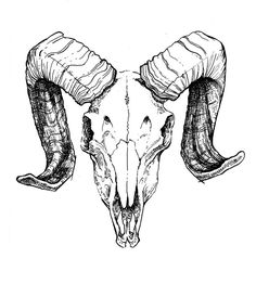 an ink drawing of a ram's head with long horns