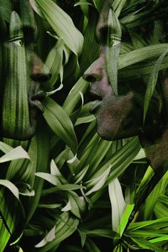 two people with their faces obscured by green plants and leaves, one is looking at the other