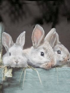 three rabbits sitting next to each other on top of a wooden table with hay in front of them