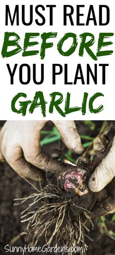 someone is holding up some plants with the words must read before you plant garlic