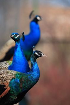 two peacocks are standing next to each other