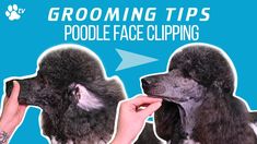 two poodles are grooming each other for their face clipping procedure in this video