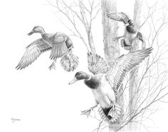 pencil drawing of ducks in flight over tree branches