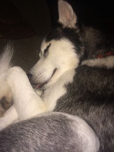 a husky dog is sleeping on the couch