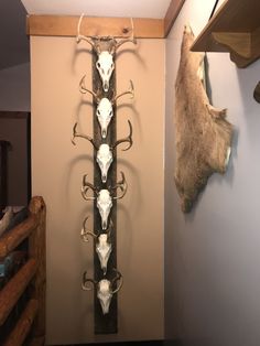 a wall mounted deer heads and antlers in a room