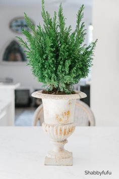 a potted plant sitting on top of a white table