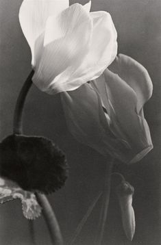 a black and white photo of two flowers