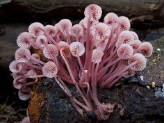 a close up of a plant on a rock near some dirt and trees in the background