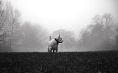 a dog standing in the middle of a field on a foggy, dreary day