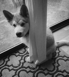 a dog is sitting on the floor looking out from behind a curtain with its head sticking out