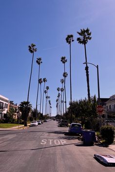 palm trees line the street in front of a stop sign