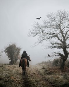 a person riding on the back of a brown horse down a dirt road next to a tree