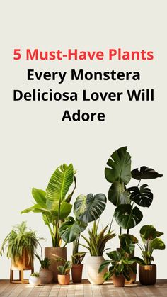 five must have plants every monstera deliciasa lover will adore cover