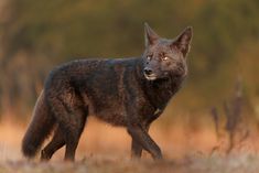 a black wolf standing in the middle of a field