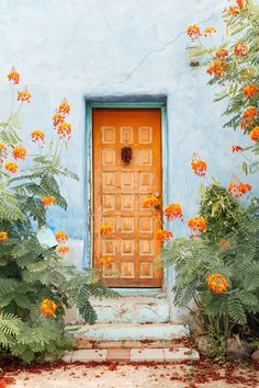 an orange front door surrounded by plants and flowers