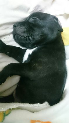 a small black dog laying on top of a bed