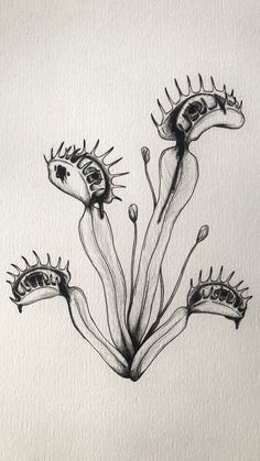 an ink drawing of some kind of plant with many leaves and flowers on it's stems