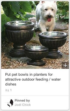 a white dog standing next to three black bowls with water in them and the caption reads, put pet bowls in planters for attractive outdoor feeding / water dishes