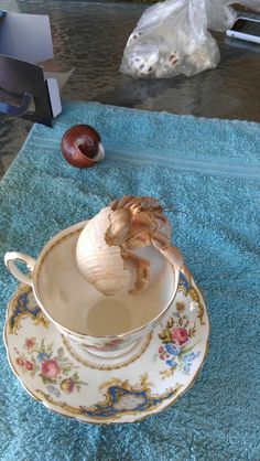 an onion is sitting in a tea cup