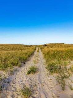 a dirt road that is in the middle of some grass and sand with tall grass growing on both sides