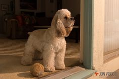 a small white dog standing next to a door