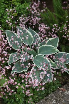 some pink flowers and green leaves on the ground