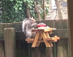 a squirrel sitting at a picnic table eating cake