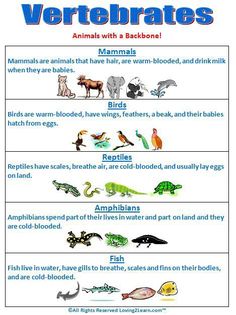 an animal chart with different types of verteriates and other animals in it