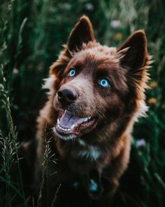 a brown dog with blue eyes standing in tall grass