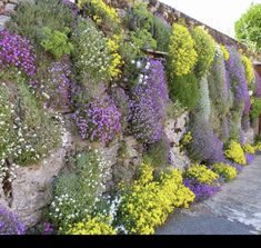 a wall covered in lots of flowers next to a building with a stone walkway leading up to it