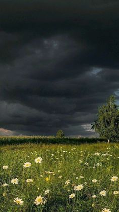 a field full of flowers under a dark sky with storm clouds in the back ground