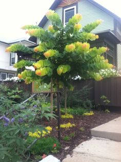 a tree with yellow flowers in front of a house