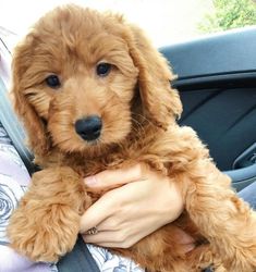 a person holding a small dog in their lap while sitting in the back seat of a car