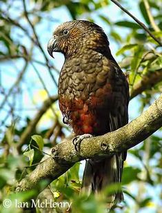 a large bird perched on top of a tree branch