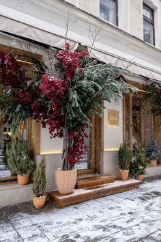 a tree in front of a building with potted plants on the outside and snow falling off the windows