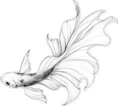 Fish Sketch, Tattoo On Shoulder, Leg Tattoo, Best Tattoo Designs, Elegant Tattoos, Best Tattoo, Shoulder Tattoo, Leg Tattoos