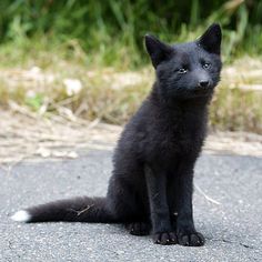 a small black kitten sitting on top of a cement road next to grass and bushes