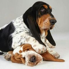 a black and white dog laying on top of another dog