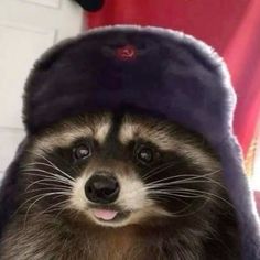 a raccoon is wearing a blue hat