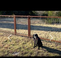 a dog sitting in front of a fence with a frisbee on it's side