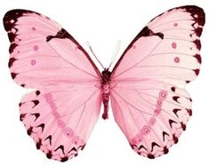 a pink butterfly with black spots on its wings