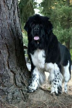 a black and white dog standing next to a tree with the caption landseer