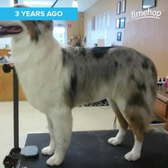 Mini Aussie Haircut Styles, Aussie Shepherd Puppy, Dog Tub