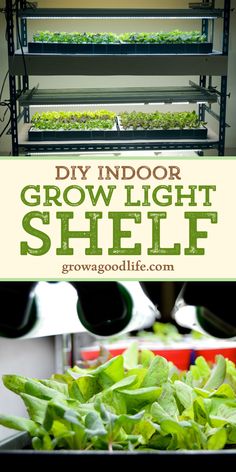 an indoor grow light shelf with lettuce growing in it and text overlay that reads diy indoor grow light shelf