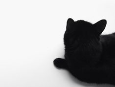 a black cat laying on top of a white floor