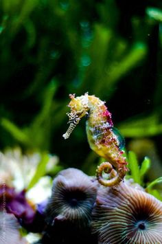 a sea horse is standing on top of some corals in an aquarium with algae